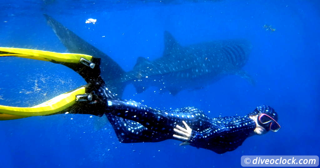  Caribbean Mexico WhaleSharks