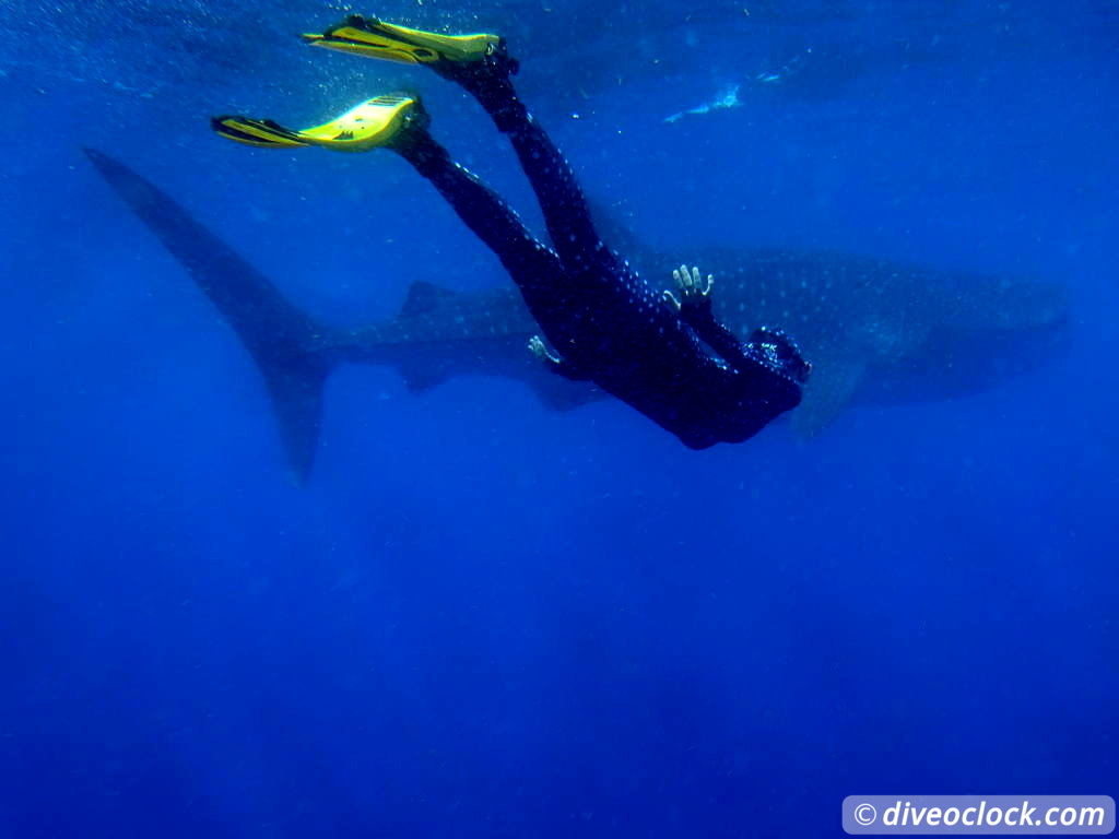 whale_sharks_isla_mujeres_diveoclock-12.jpg
