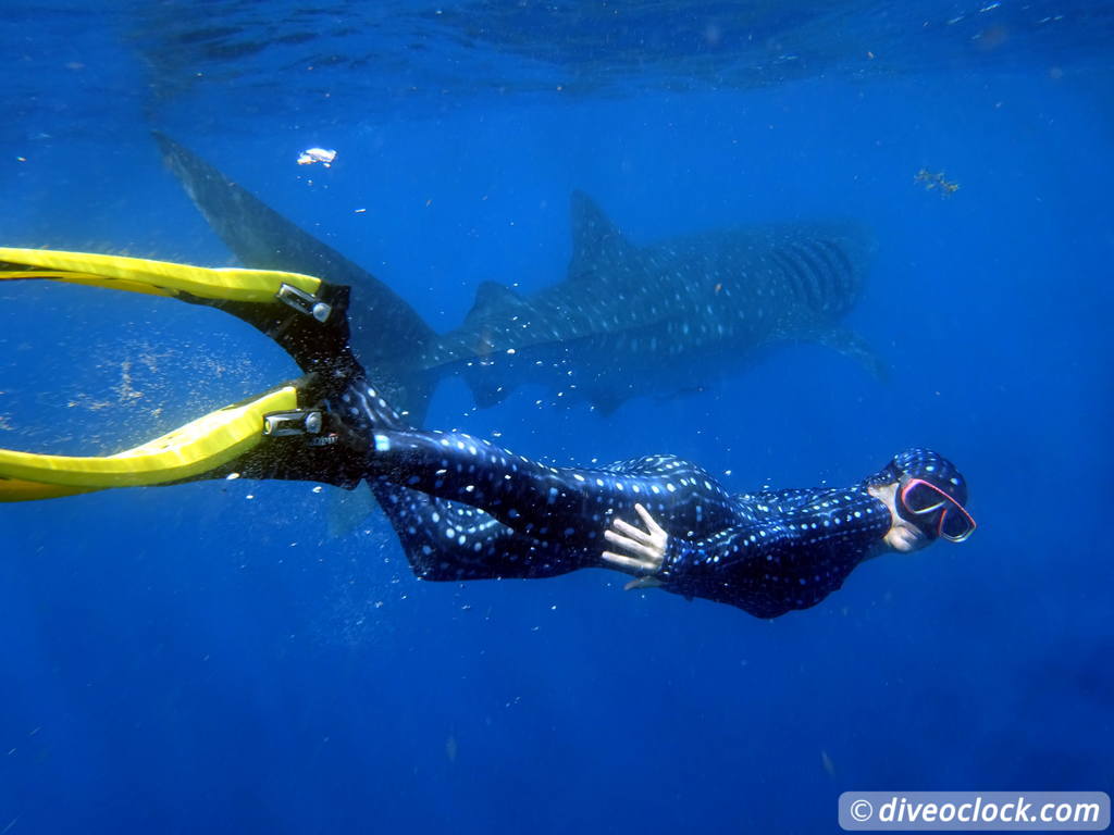 whale_sharks_isla_mujeres_diveoclock-15.jpg