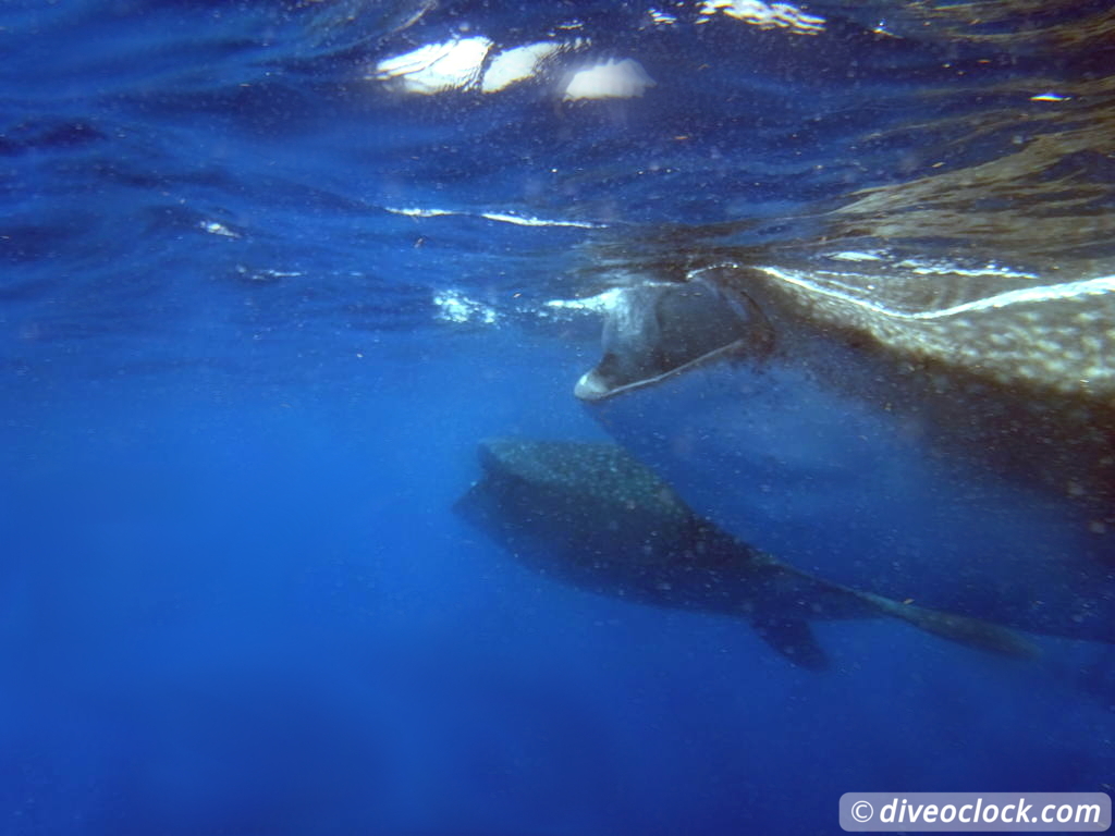 whale_sharks_isla_mujeres_diveoclock-17.jpg