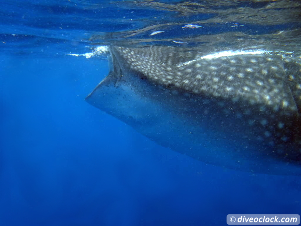 whale_sharks_isla_mujeres_diveoclock-18.jpg