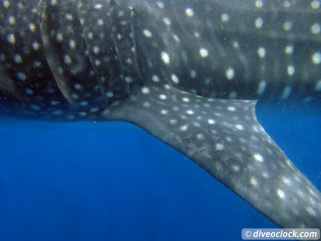 whale_sharks_isla_mujeres_diveoclock-19.jpg