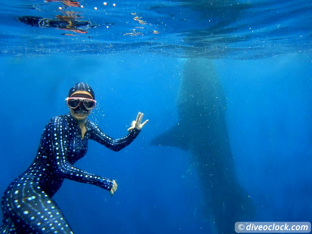 whale_sharks_isla_mujeres_diveoclock-2.jpg