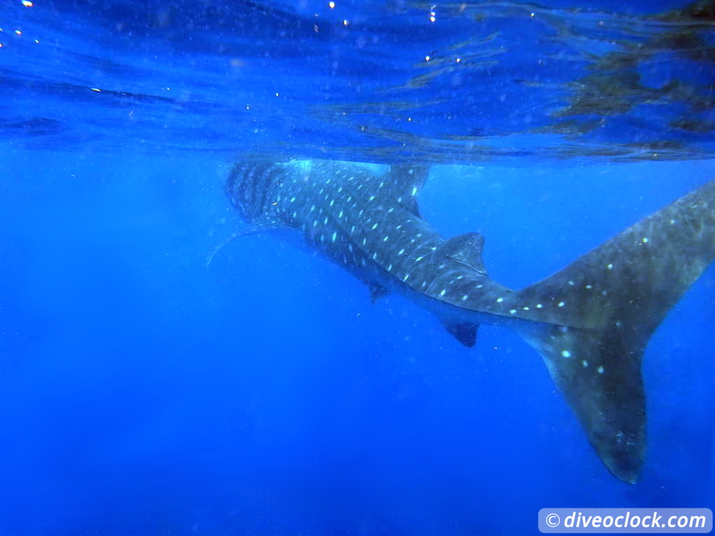 whale_sharks_isla_mujeres_diveoclock-20.jpg