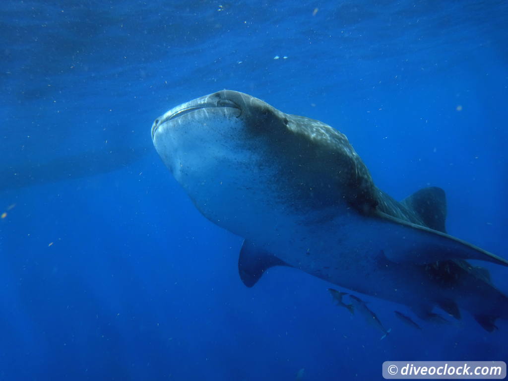 whale_sharks_isla_mujeres_diveoclock-23.jpg