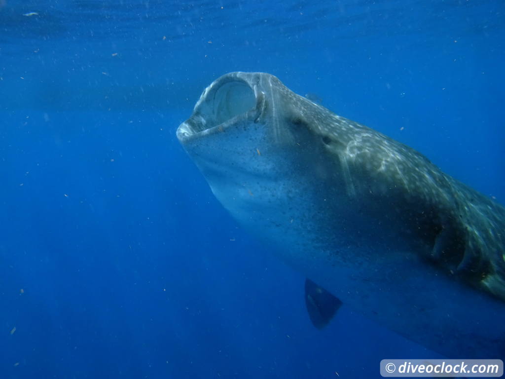 whale_sharks_isla_mujeres_diveoclock-24.jpg