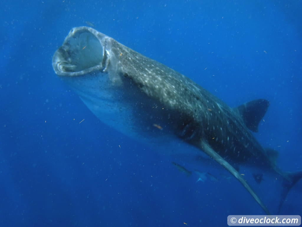 whale_sharks_isla_mujeres_diveoclock-26.jpg