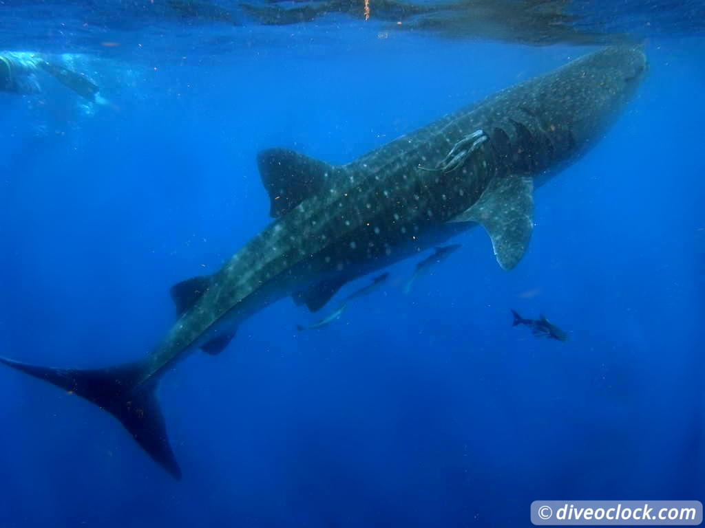 whale_sharks_isla_mujeres_diveoclock-29.jpg