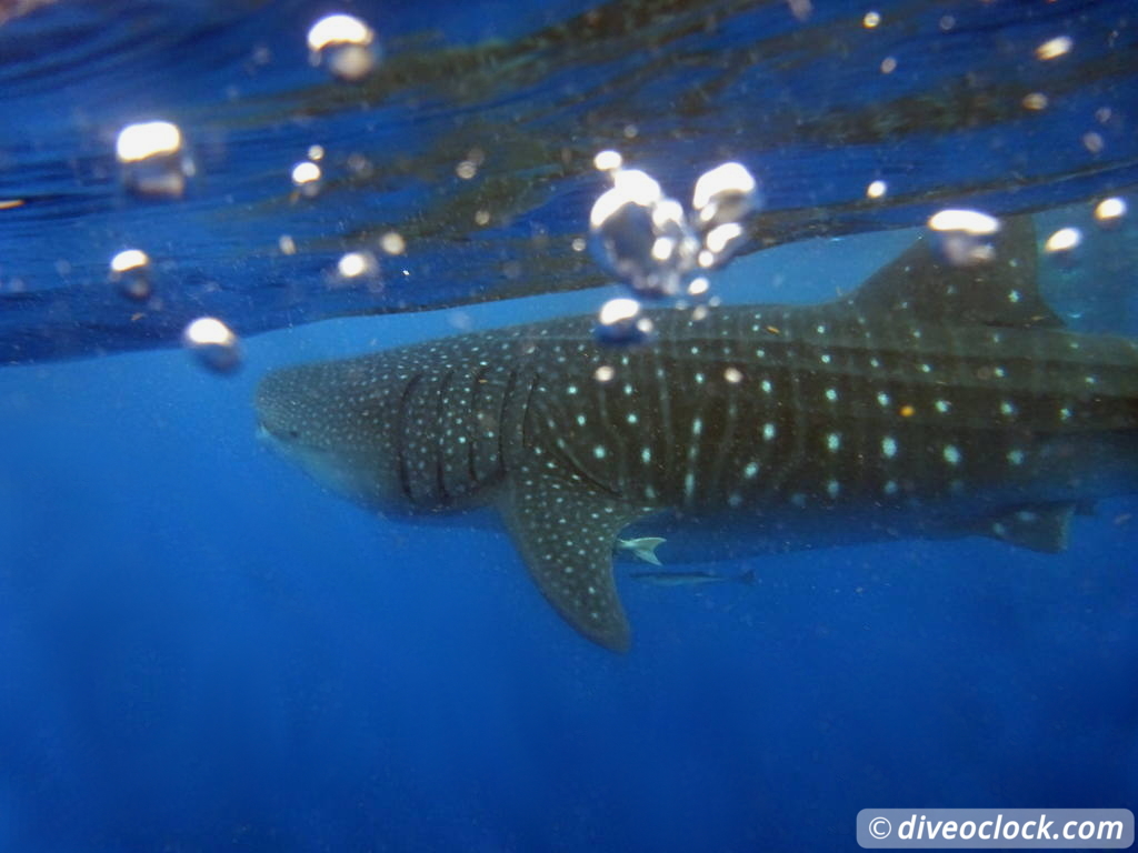 whale_sharks_isla_mujeres_diveoclock-3.jpg