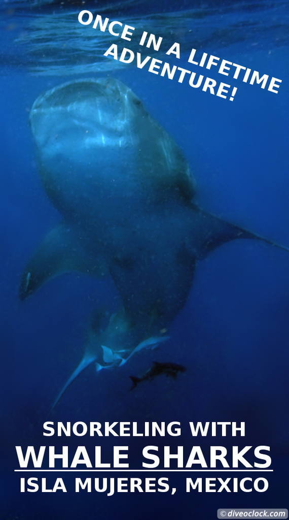 Isla Mujeres - Snorkeling with Countless Whale Sharks (Mexico)