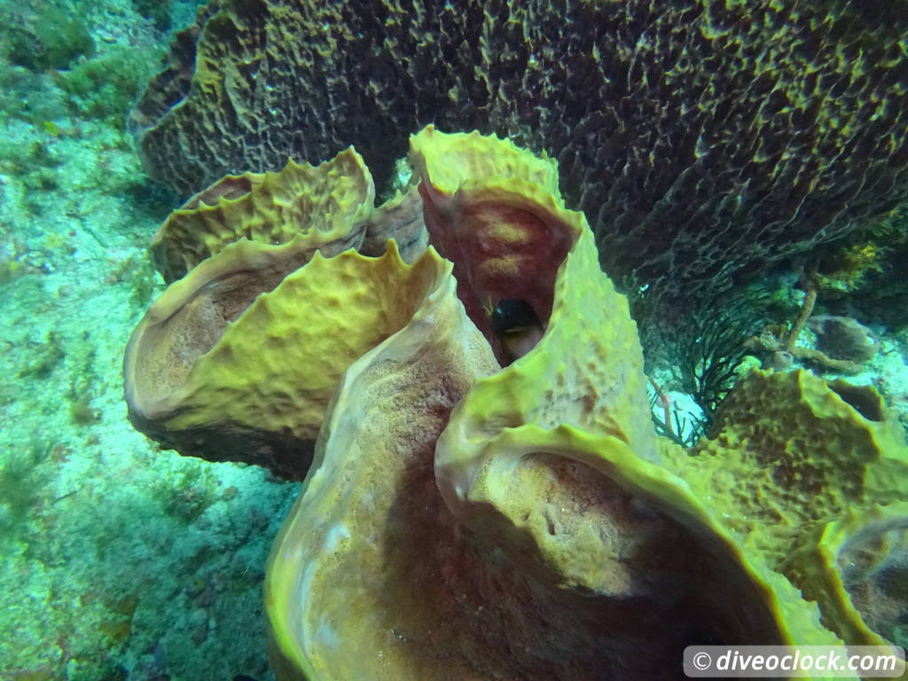 Trinidad & Tobago Diving with Sharks and Turtles around Crown Point