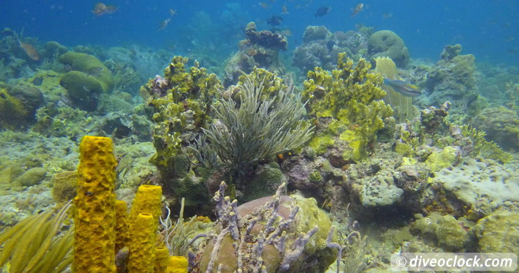 Searching for Seahorses in Sosua Bay Dominican Republic Caribbean Tobago Speyside