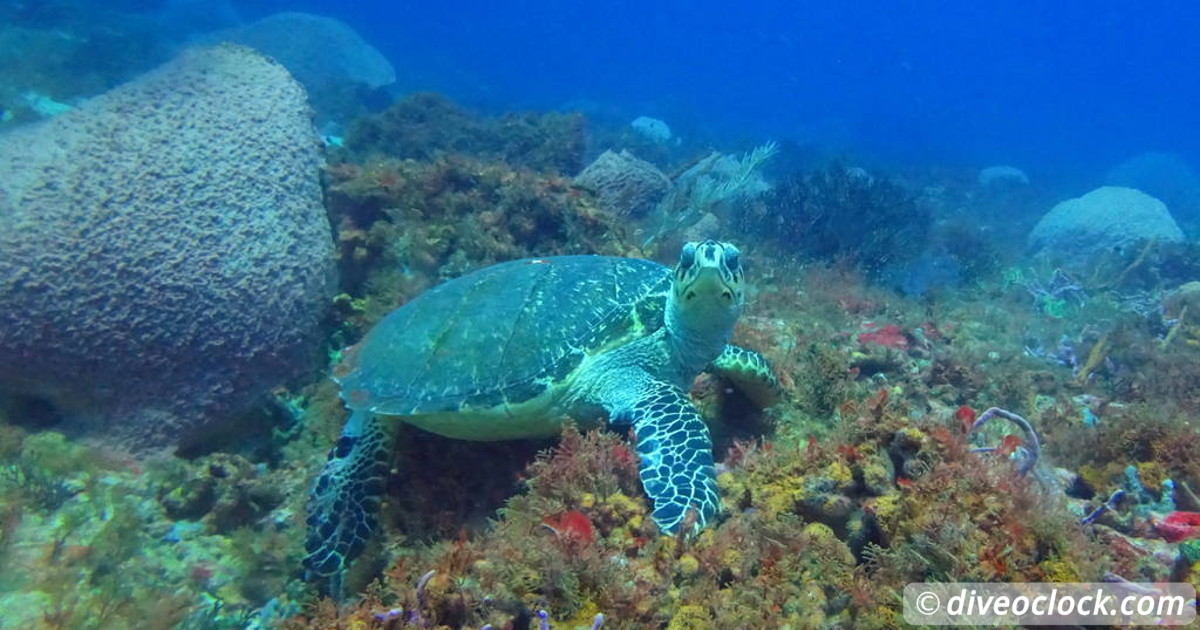 Les Saintes Diving the Legendary Sec Pâté Guadeloupe   Caribbean TrinidadAndTobago CrownPoint 