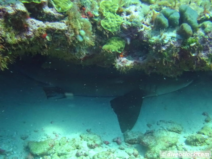 Trinidad Tobago Diving with Sharks and Turtles around Crown Point Tobago Crownpoint Diveoclock 16