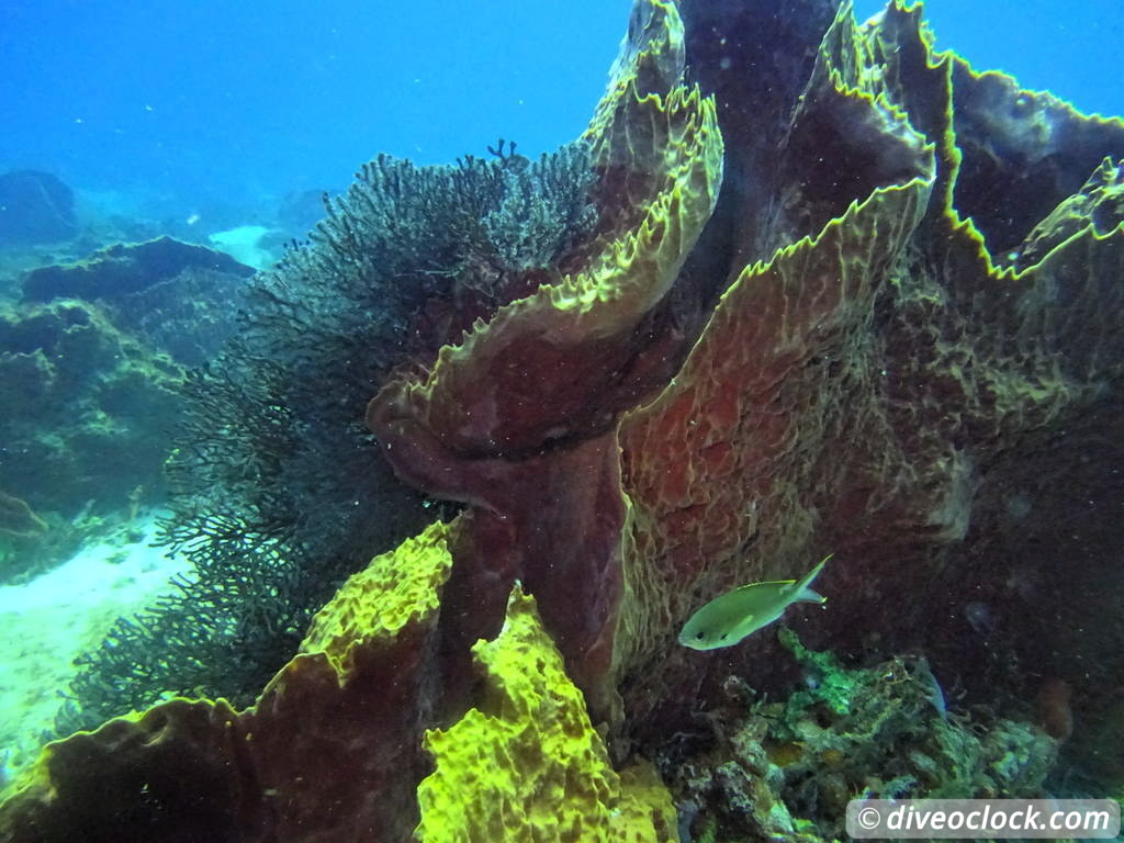 Trinidad Tobago Diving with Sharks and Turtles around Crown Point Tobago Crownpoint Diveoclock 19