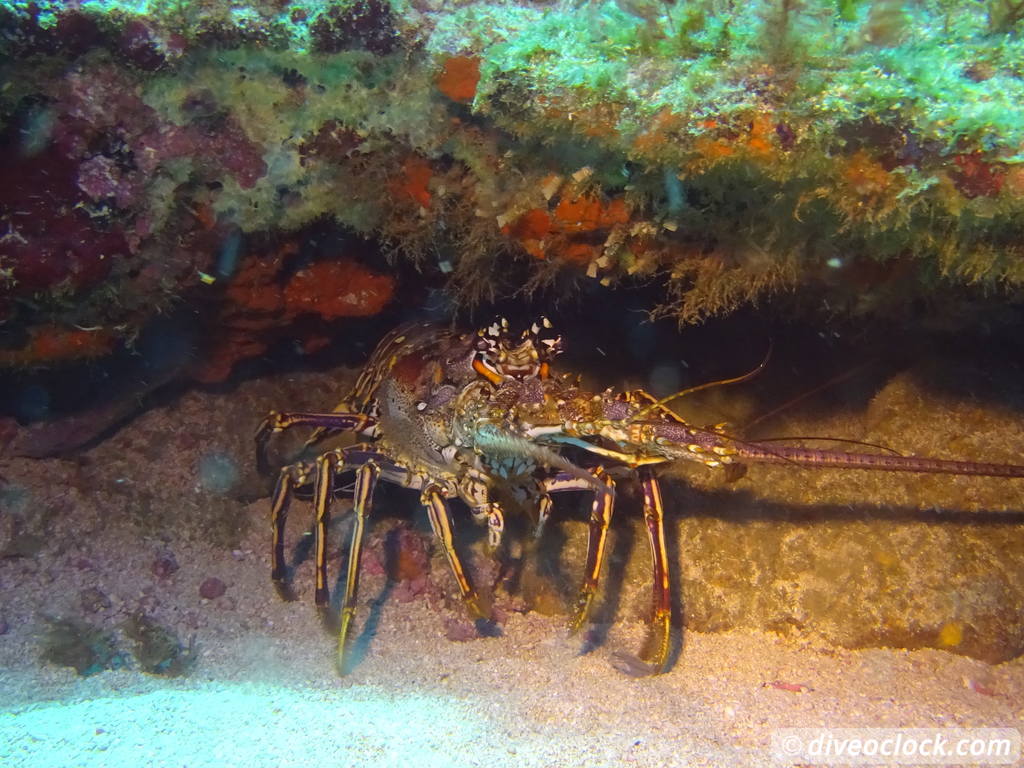 Trinidad Tobago Diving with Sharks and Turtles around Crown Point Tobago Crownpoint Diveoclock 2