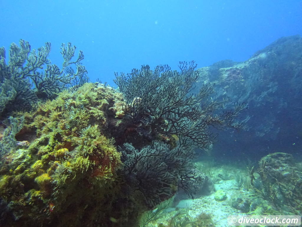 Trinidad Tobago Diving with Sharks and Turtles around Crown Point Tobago Crownpoint Diveoclock 21