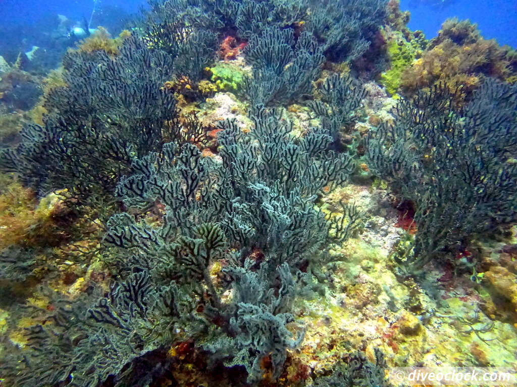 Trinidad Tobago Diving with Sharks and Turtles around Crown Point Tobago Crownpoint Diveoclock 22