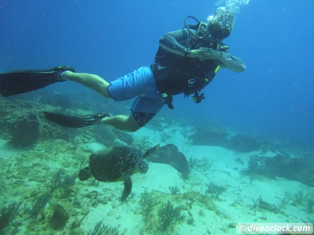 Trinidad Tobago Diving with Sharks and Turtles around Crown Point Tobago Crownpoint Diveoclock 23