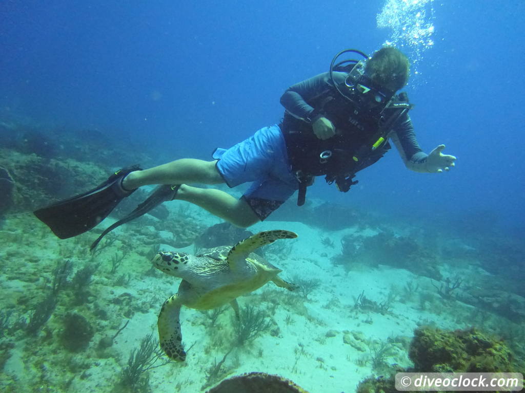 Trinidad Tobago Diving with Sharks and Turtles around Crown Point Tobago Crownpoint Diveoclock 24