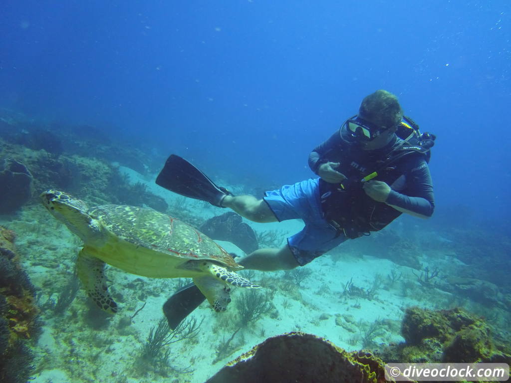 Trinidad Tobago Diving with Sharks and Turtles around Crown Point Tobago Crownpoint Diveoclock 25