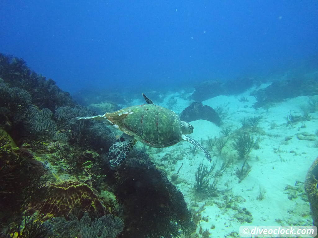 Trinidad Tobago Diving with Sharks and Turtles around Crown Point Tobago Crownpoint Diveoclock 26