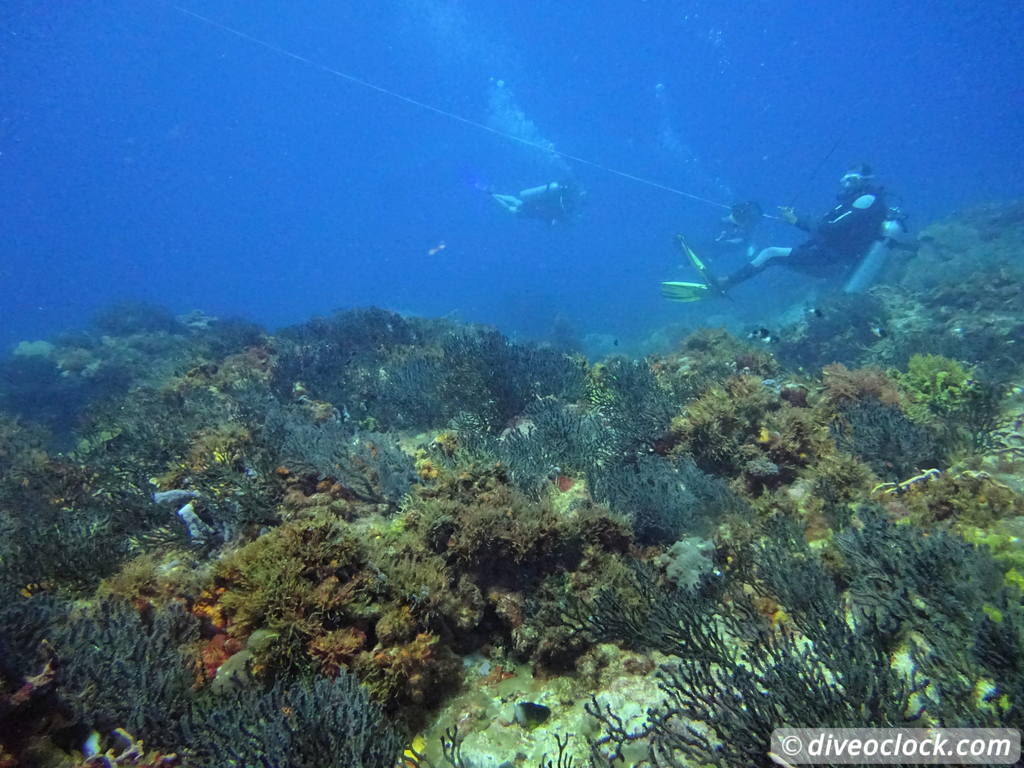 Trinidad Tobago Diving with Sharks and Turtles around Crown Point Tobago Crownpoint Diveoclock 29