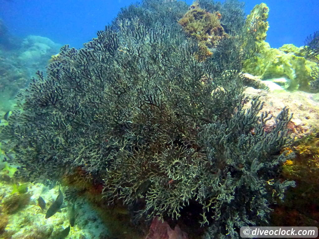 Trinidad Tobago Diving with Sharks and Turtles around Crown Point Tobago Crownpoint Diveoclock 36