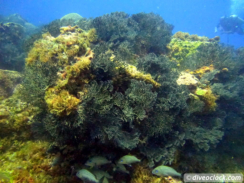 Trinidad Tobago Diving with Sharks and Turtles around Crown Point Tobago Crownpoint Diveoclock 37