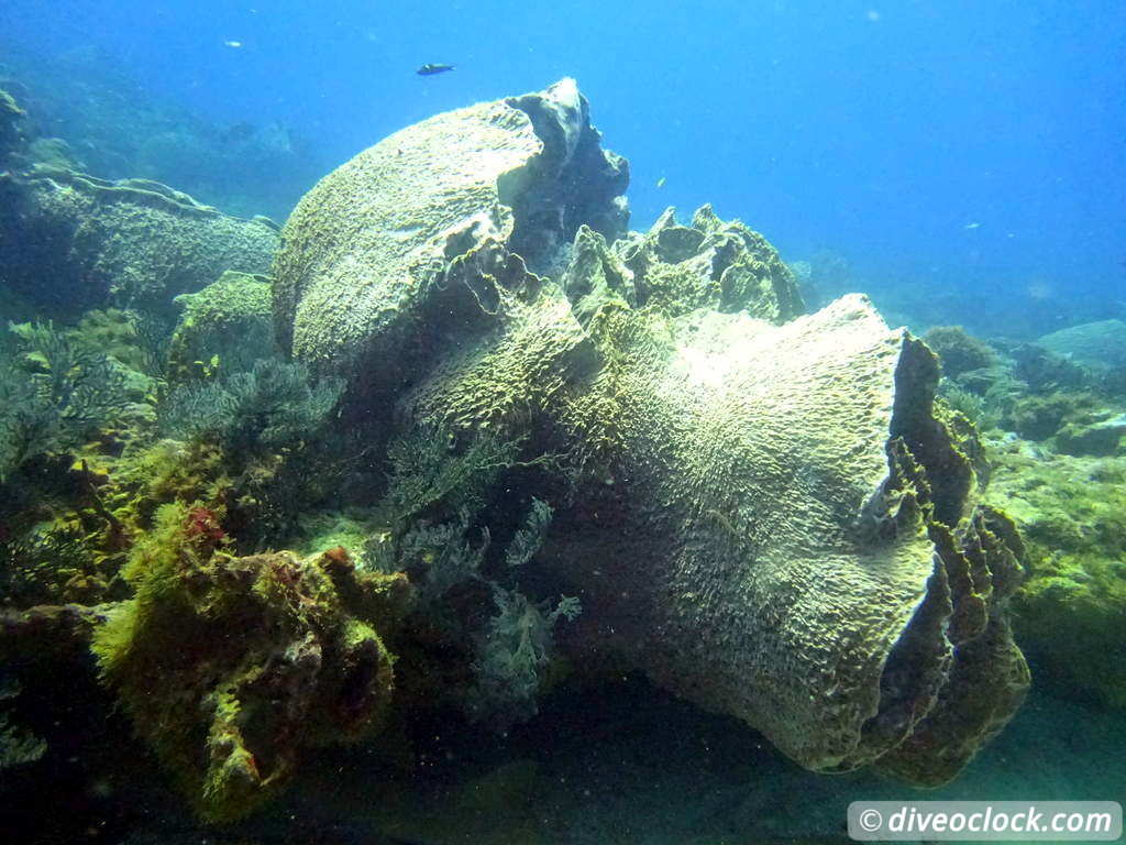 Trinidad Tobago Diving with Sharks and Turtles around Crown Point Tobago Crownpoint Diveoclock 41