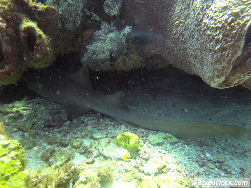 Trinidad Tobago Diving with Sharks and Turtles around Crown Point Tobago Crownpoint Diveoclock 42