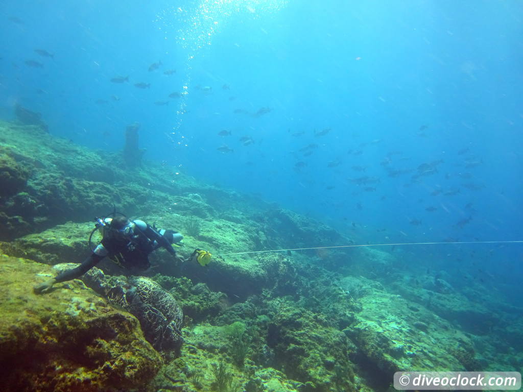 Trinidad Tobago Diving with Sharks and Turtles around Crown Point Tobago Crownpoint Diveoclock 43