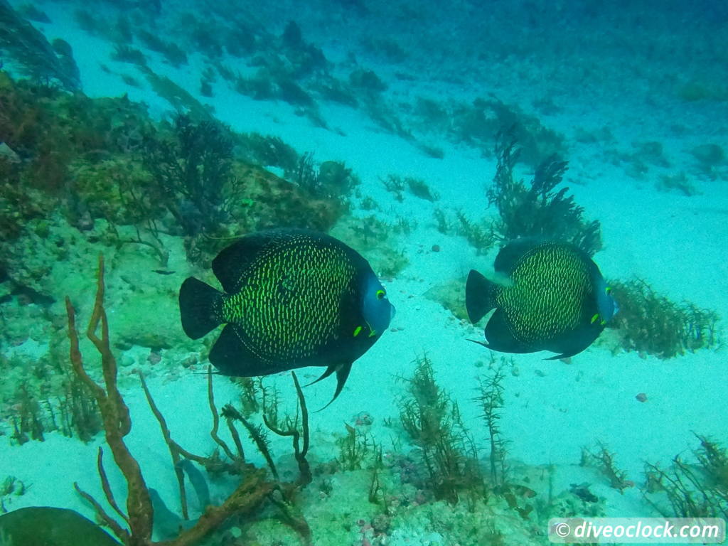 Trinidad Tobago Diving with Sharks and Turtles around Crown Point Tobago Crownpoint Diveoclock 5