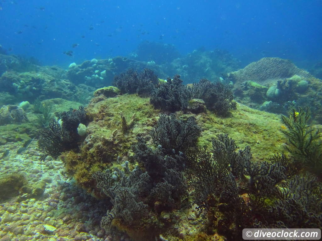 Trinidad Tobago Diving with Sharks and Turtles around Crown Point Tobago Crownpoint Diveoclock 53