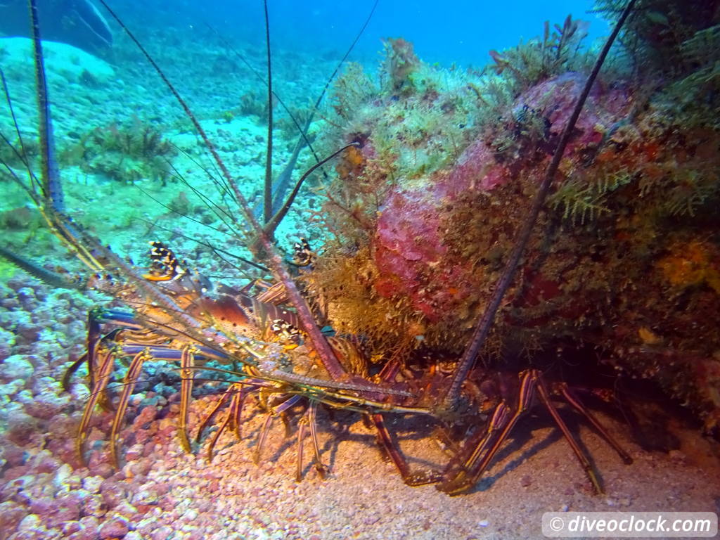 Trinidad Tobago Diving with Sharks and Turtles around Crown Point Tobago Crownpoint Diveoclock 7