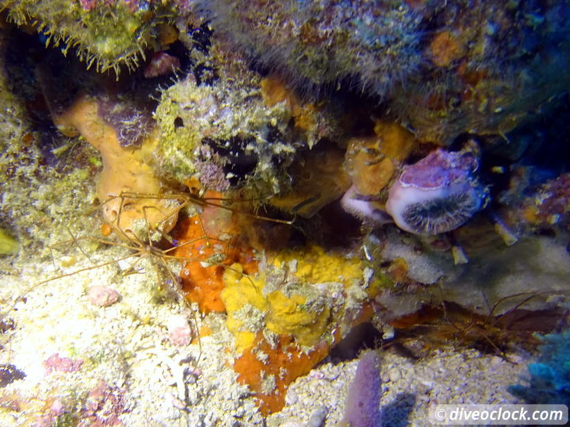 Trinidad Tobago Diving with Sharks and Turtles around Crown Point Tobago Crownpoint Diveoclock 8