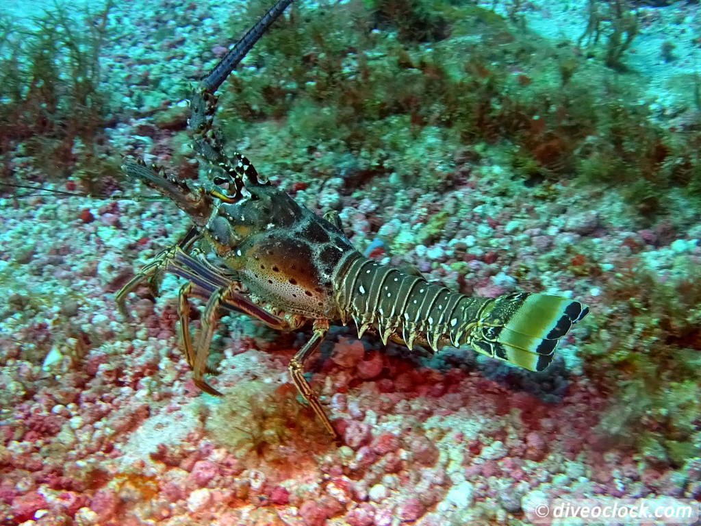 Trinidad Tobago Diving with Sharks and Turtles around Crown Point Tobago Crownpoint Diveoclock 9