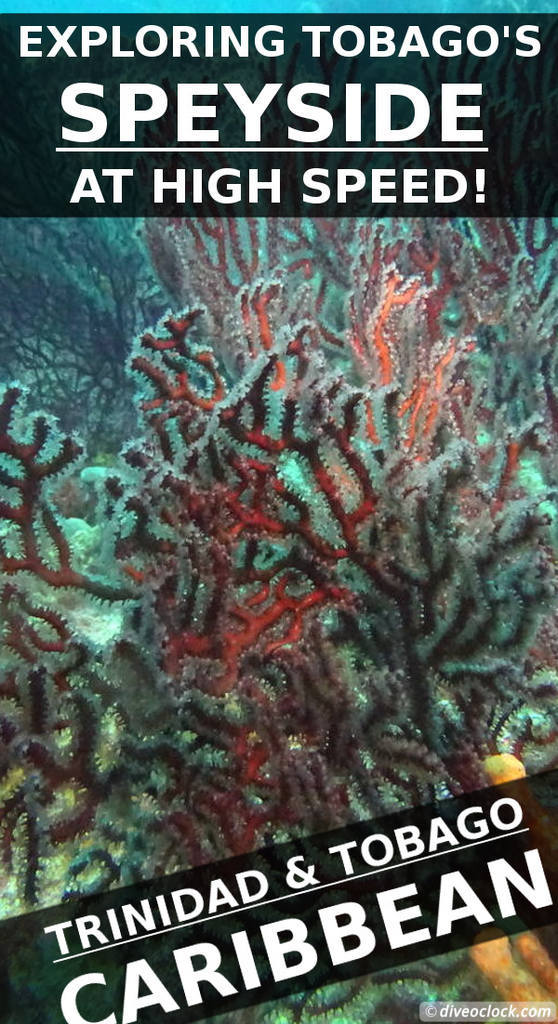 Tobago - Exploring Diving Hot Spot Speyside at High Speed