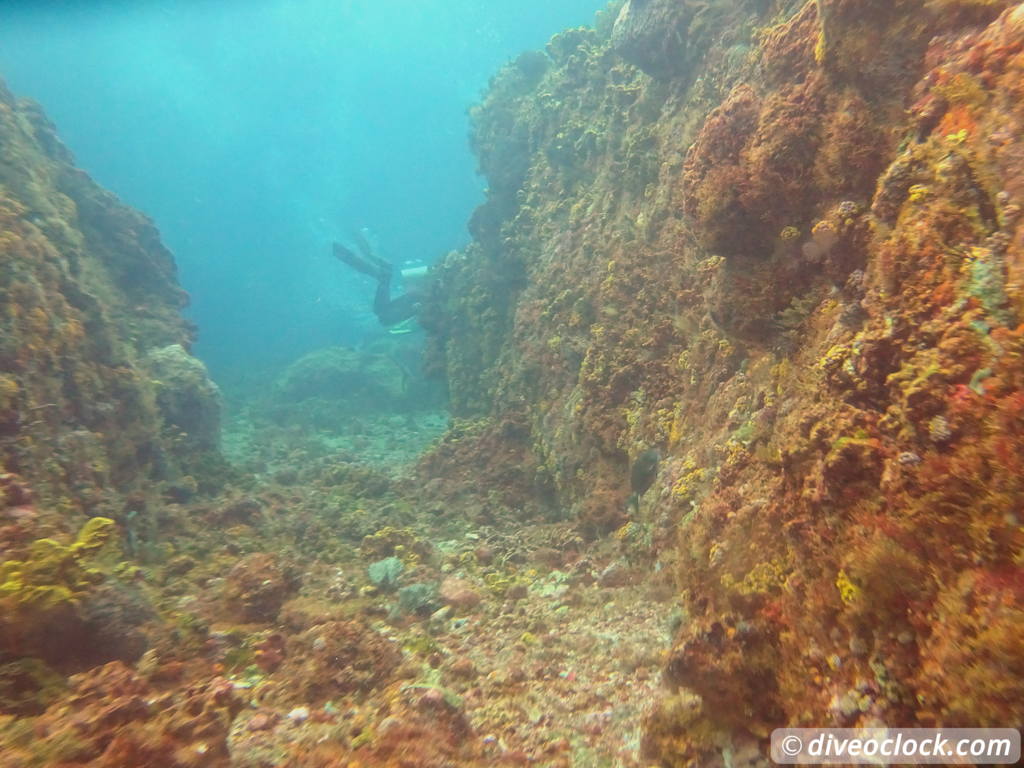 Tobago Exploring Diving Hot Spot Speyside at High Speed Tobago Speyside Diveoclock 13