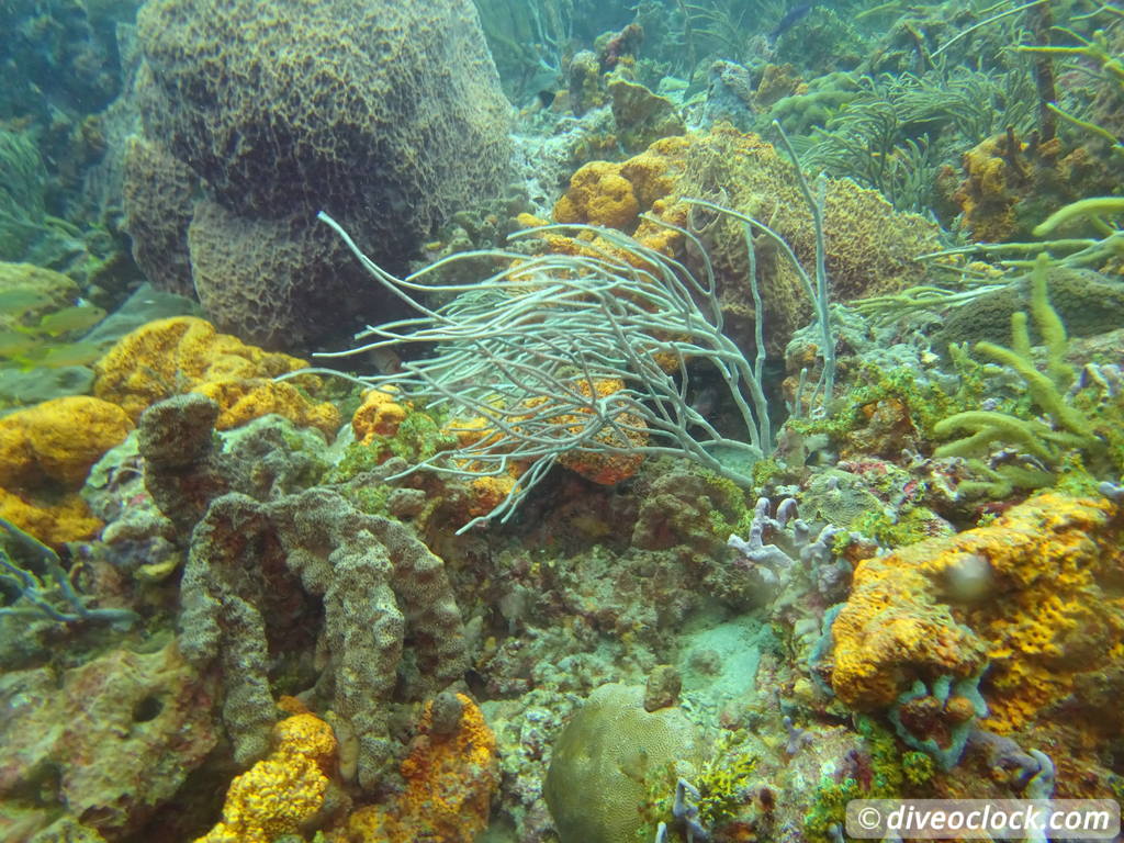 Tobago Exploring Diving Hot Spot Speyside at High Speed Tobago Speyside Diveoclock 21