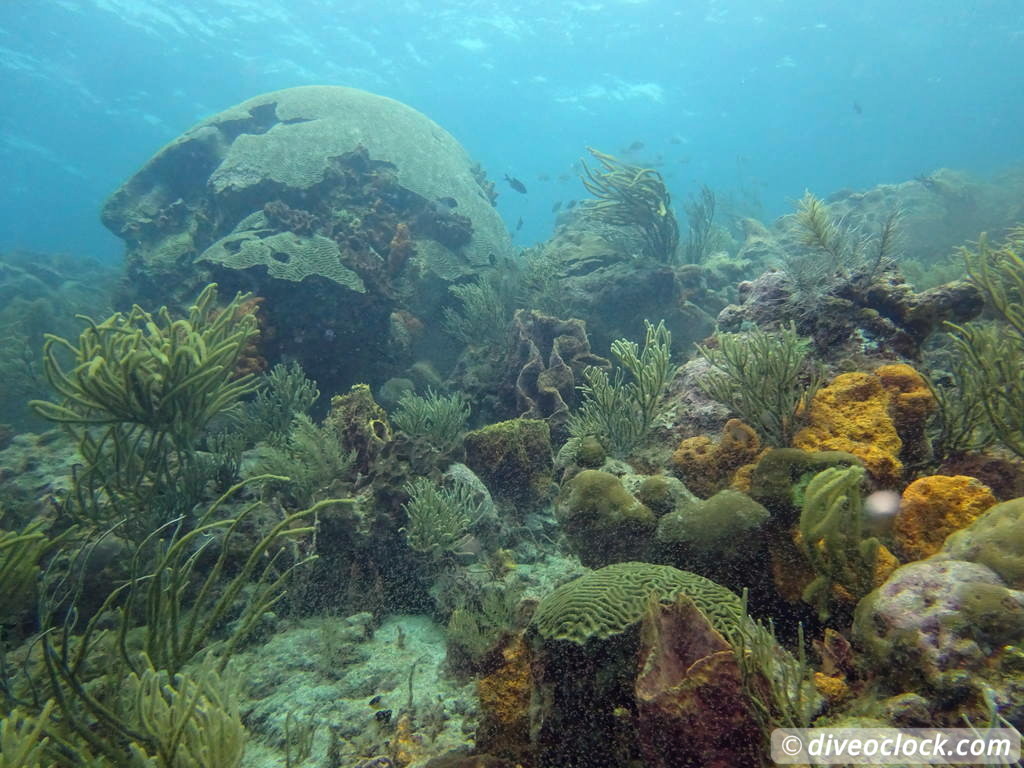 Tobago Exploring Diving Hot Spot Speyside at High Speed Tobago Speyside Diveoclock 23