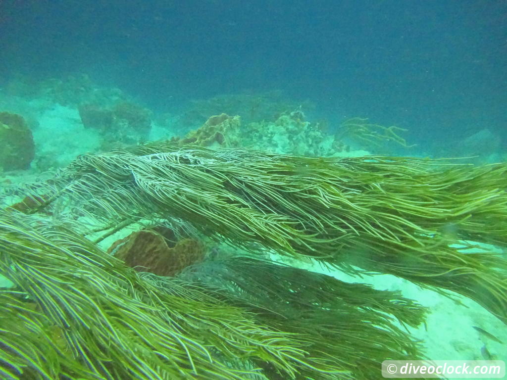 Tobago Exploring Diving Hot Spot Speyside at High Speed Tobago Speyside Diveoclock 26