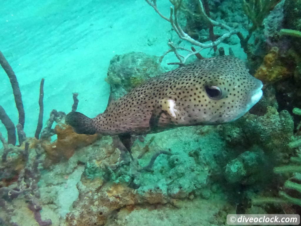 Tobago Exploring Diving Hot Spot Speyside at High Speed Tobago Speyside Diveoclock 28