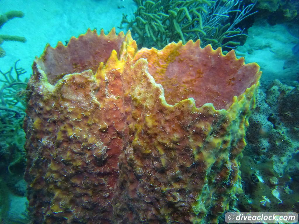 Tobago Exploring Diving Hot Spot Speyside at High Speed Tobago Speyside Diveoclock 30