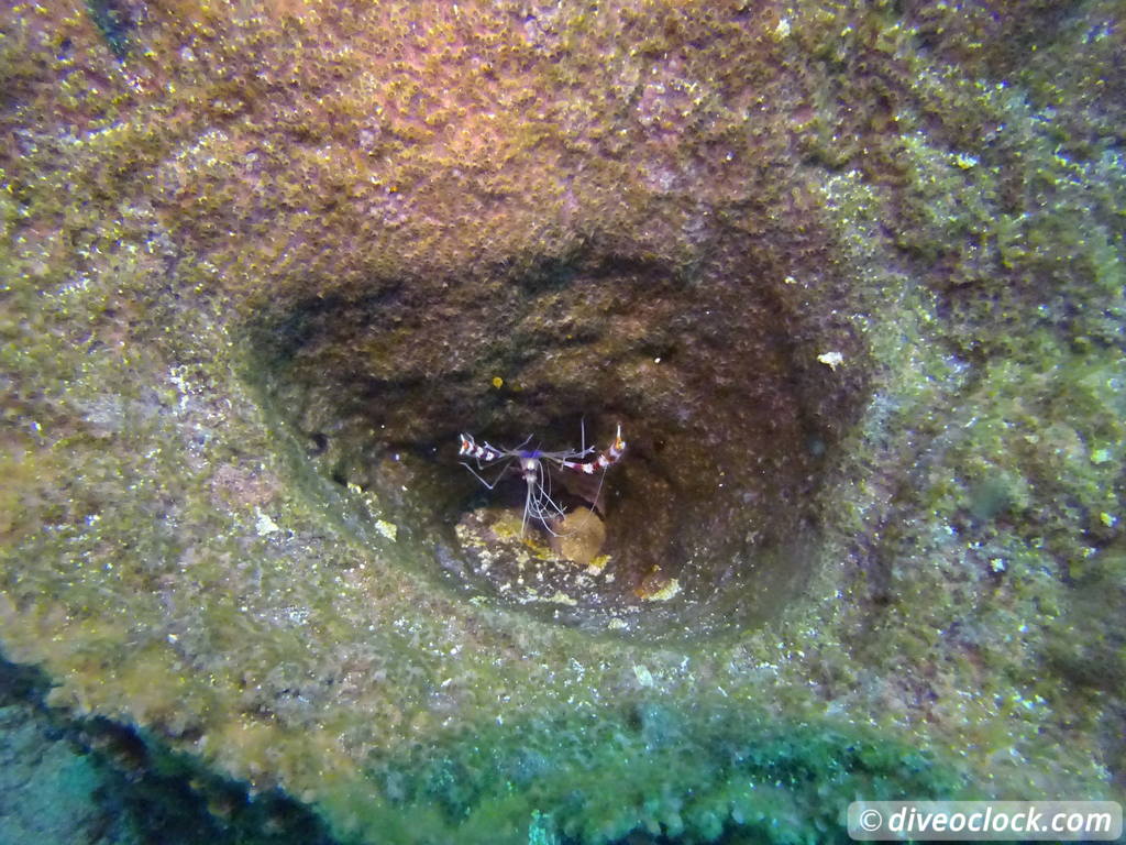 Tobago Exploring Diving Hot Spot Speyside at High Speed Tobago Speyside Diveoclock 31