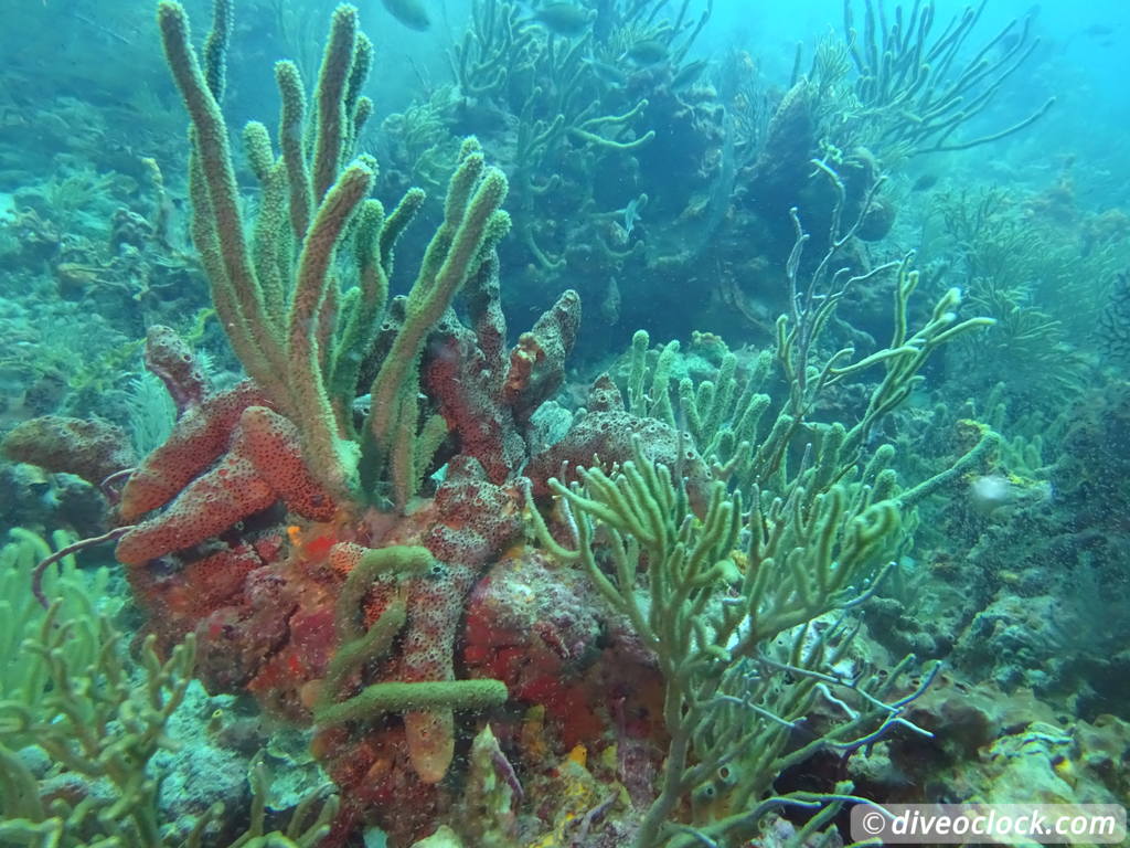 Tobago Exploring Diving Hot Spot Speyside at High Speed Tobago Speyside Diveoclock 33