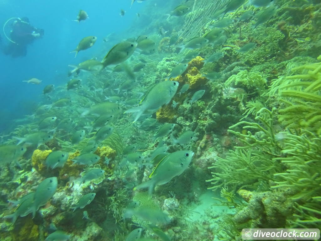 Tobago Exploring Diving Hot Spot Speyside at High Speed Tobago Speyside Diveoclock 36