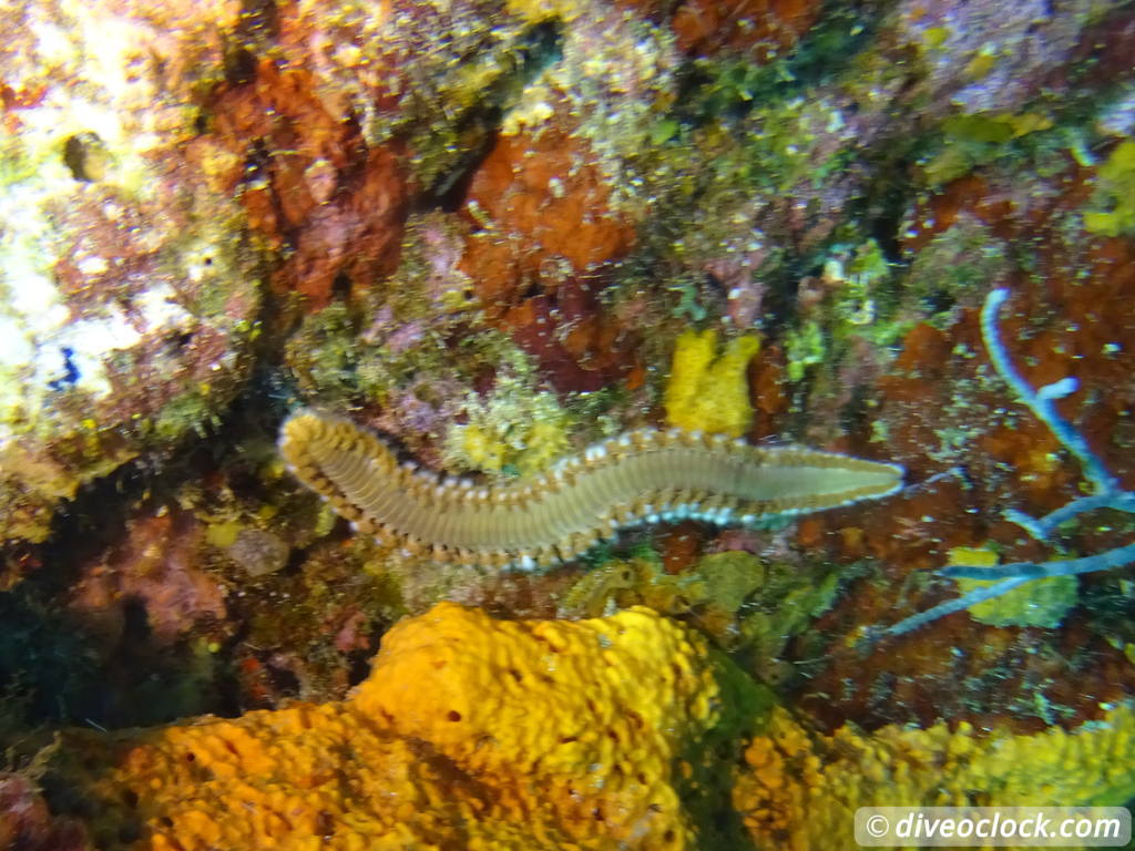 Tobago Exploring Diving Hot Spot Speyside at High Speed Tobago Speyside Diveoclock 37