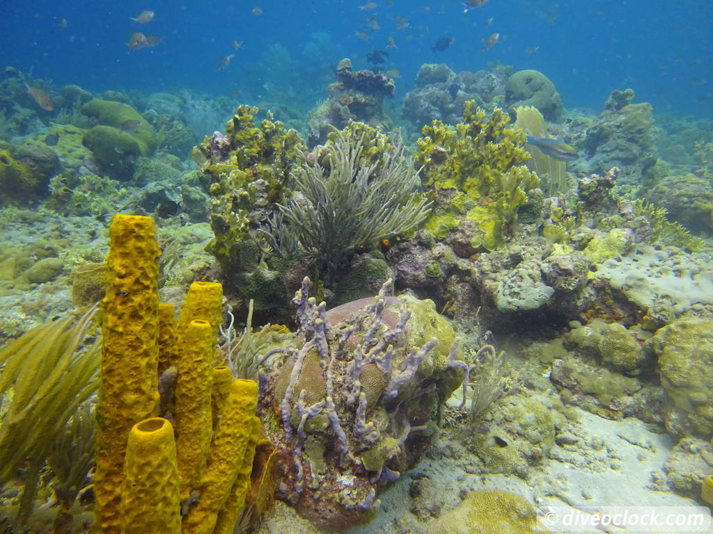 Tobago Exploring Diving Hot Spot Speyside at High Speed Tobago Speyside Diveoclock 44