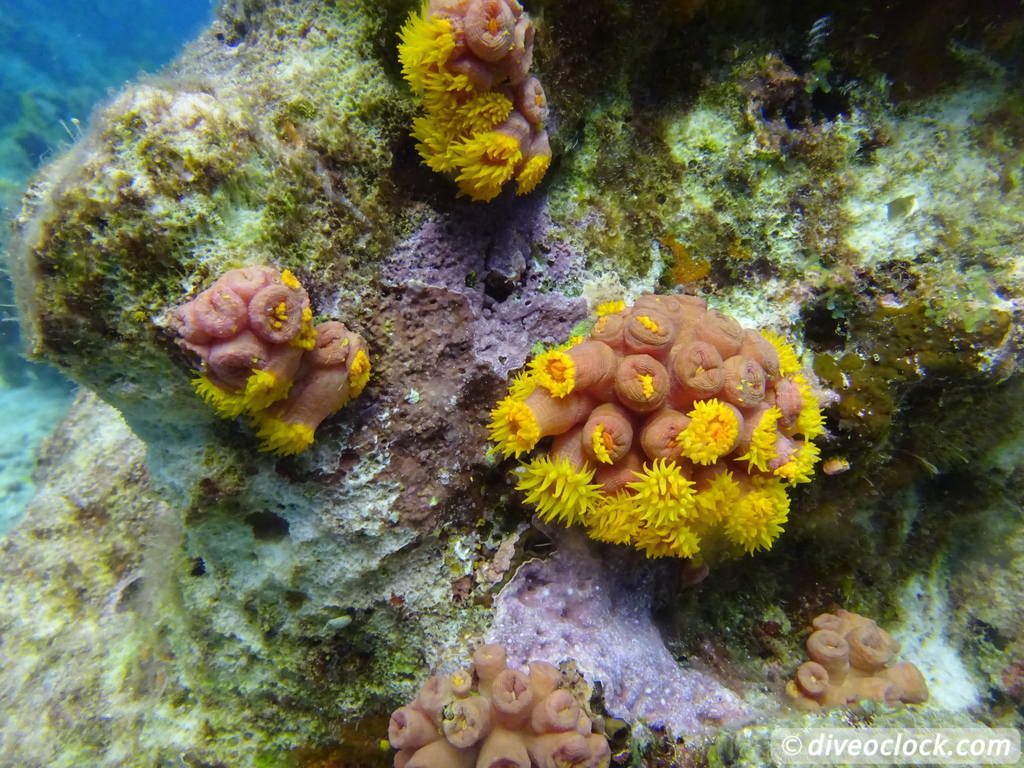 Tobago Exploring Diving Hot Spot Speyside at High Speed Tobago Speyside Diveoclock 46